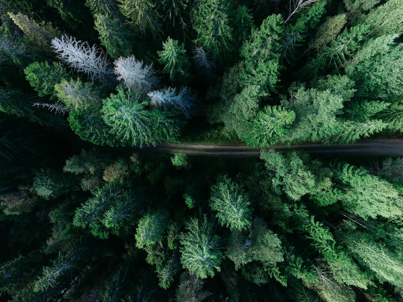 Luchtfoto van de bossen rond Schaijk