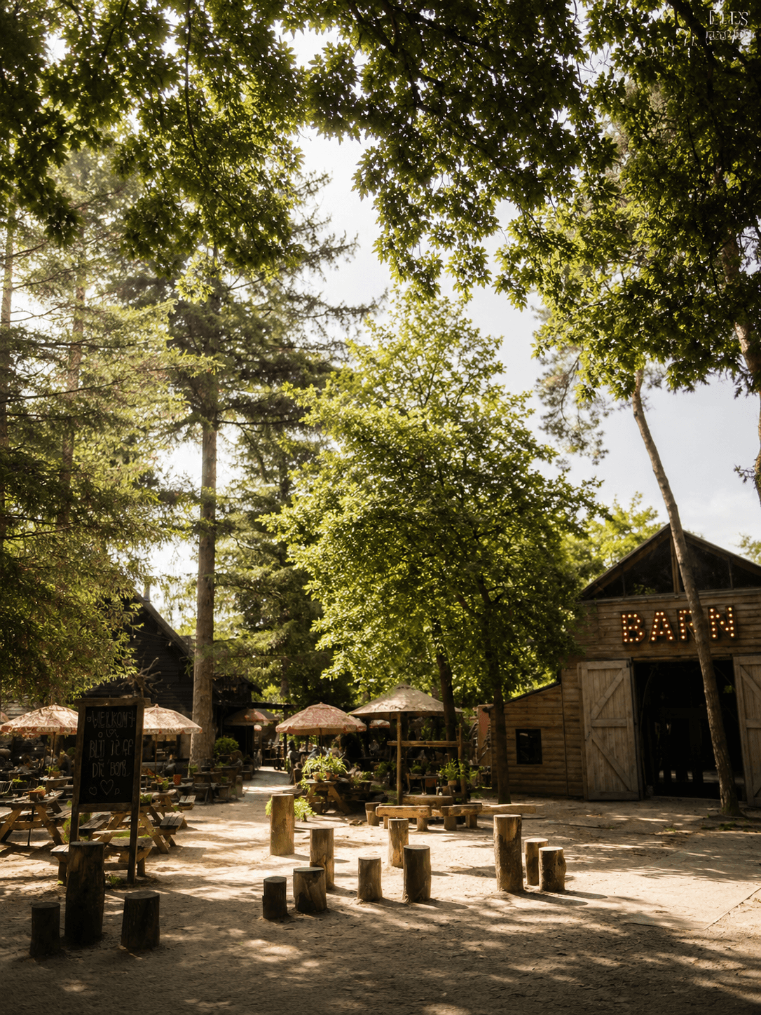 Morgenlicht im Wald